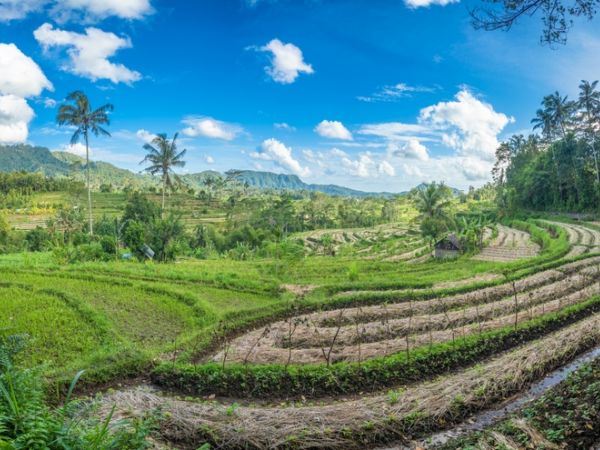 Rice field terraces