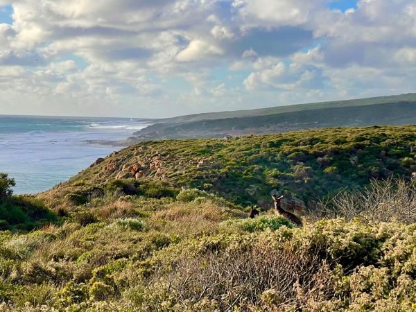 Kangaroo on the Cape to Cape