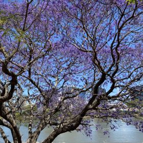 Brisbane's Jacarandas - Take time to Celebrate October 2024