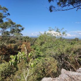 Karawatha Forest - A Place with Pine Trees September 2024