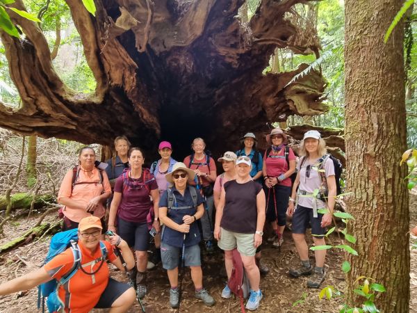 Daves Creek Circuit - Magical Binna Burra Hike