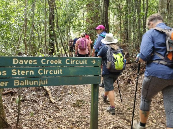 Daves Creek Circuit - Magical Binna Burra Hike