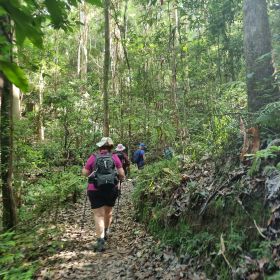 A Delightful Dawdle in the D’Aguilar - Thylogale Track