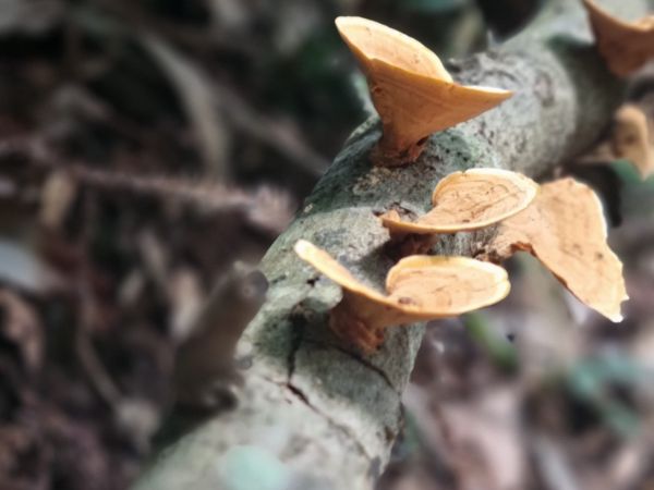 A Delightful Dawdle in the D’Aguilar - Thylogale Track