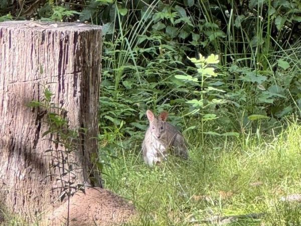 A Delightful Dawdle in the D’Aguilar - Thylogale Track