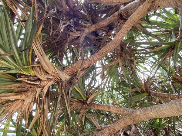 Noosa Headlands - Beach and Forest