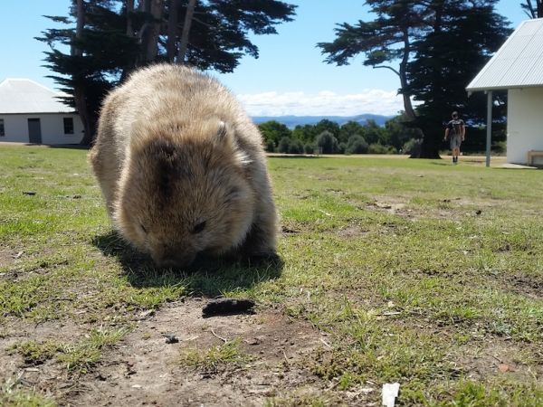 Wombat, Maria Island