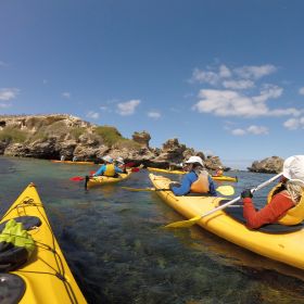 Seal and Penguin Islands Sea Kayak Day Tour