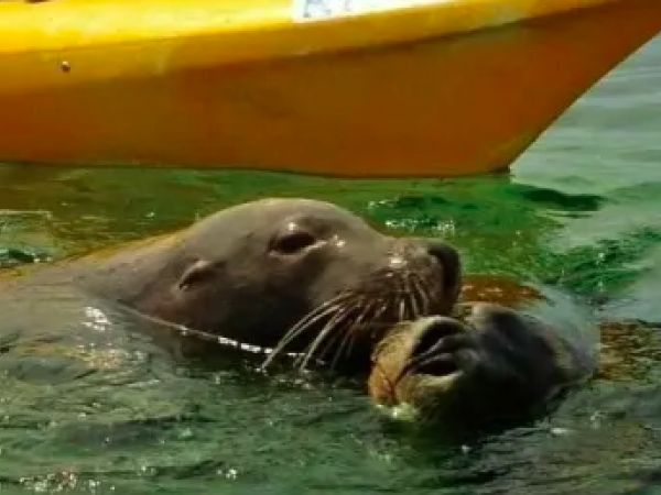 Seal and Penguin Islands Sea Kayak Day Tour