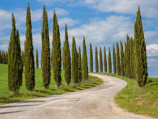 Winding cypress tree-lined roads