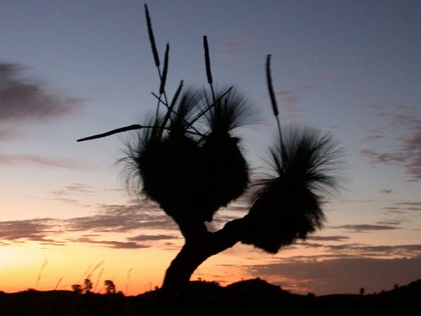 Yucca at Sunset