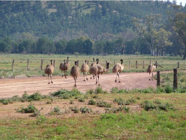 Emus at Wilpena Pound