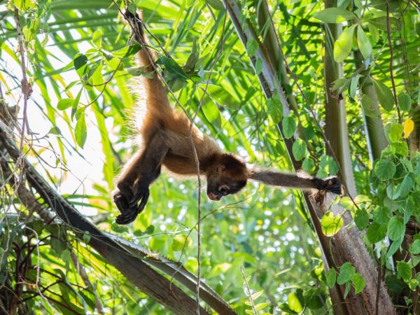 Juvenile Spider Monkey in Tortuguero National Park