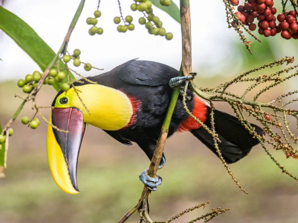 Yellow Throated Toucan