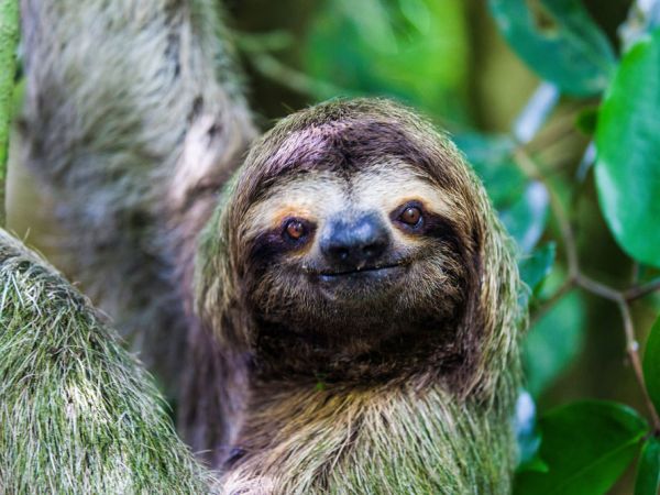 Sloth in Manuel Antonio National Park