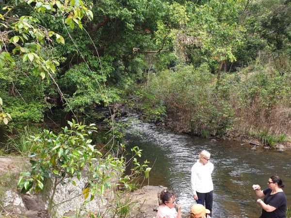 Forest Bathing at Kondalilla ‘rushing waters’