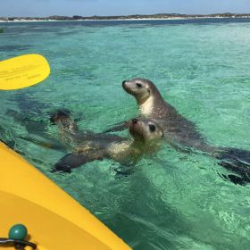 Jurien Bay Kayaking & Open Sea Lion Interaction Tour April 2025