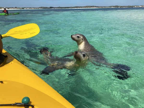 Sea Lion Encounter