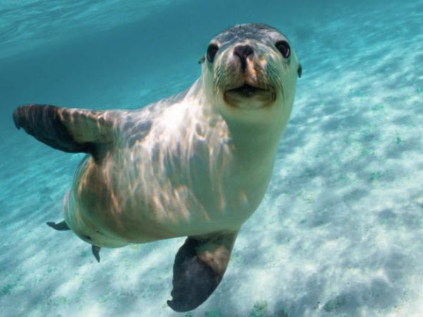 Open Sea Lion Interaction