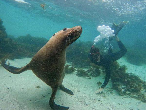 Swimming with Sea Lions