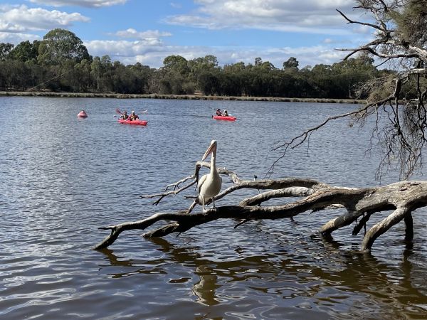 Swan River Half-Day Kayaking Adventure