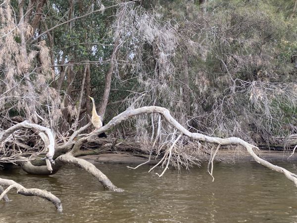 Canning River - Kayaking Adventure