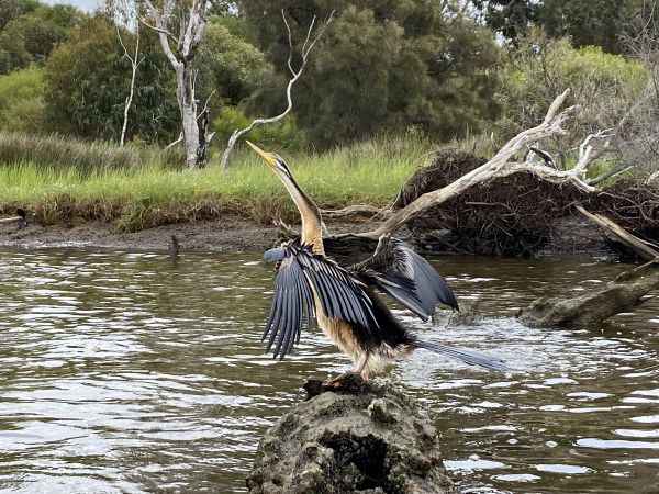 Canning River - Kayaking Adventure