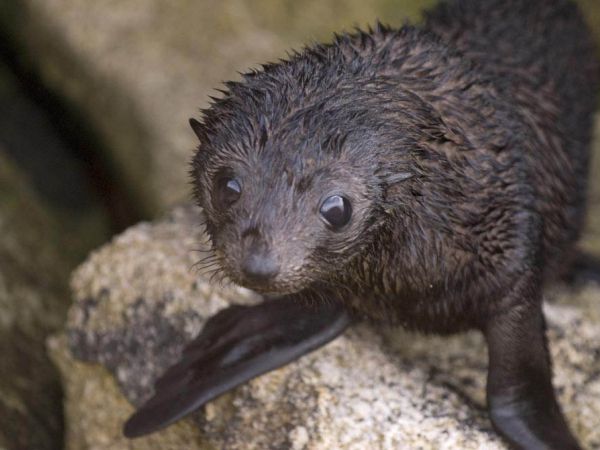 Seal pup