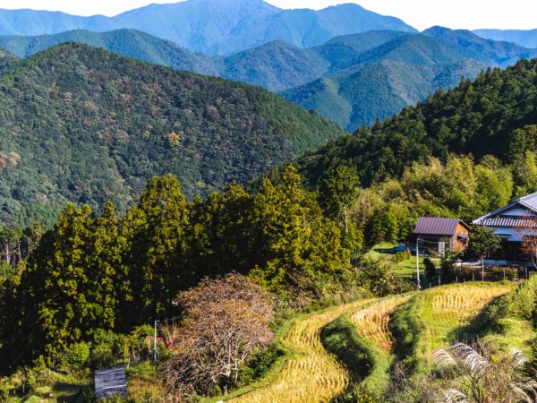 Rice terrace vilages