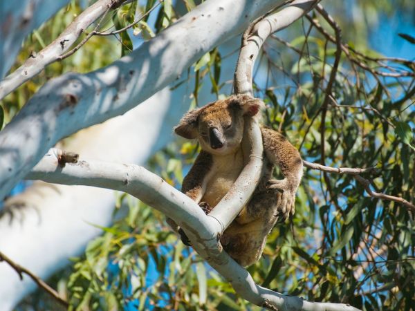 Image by Ezra Patchett Â© Tourism and Events Queensland